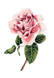 Watercolor Pink Rose