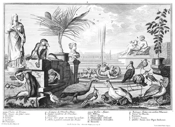 Monkeys, Guinea Fowls, and Plovers