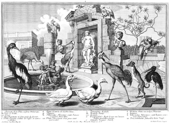 Cranes and Ducks