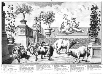 Sheep