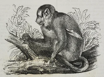 Night Monkey Douroucoulis (Aotus trivirgatus), from Poliorama Pittoresco, No. 46, June 25