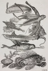 Ocean creatures: 1 Dattiloftera, 2 Syngnathus, 3 Pegasus, 4 Trachypterus, 5 Chaetodon, 6 Rabbit fish, 7 Unicorn (narwhal), 8 Flying Pteroids, 9 Attinia