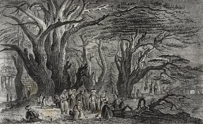 Old cedars of Lebanon in Tyre, Lebanon, lithograph by Salvatore Puglia from Poliorama Pittoresco