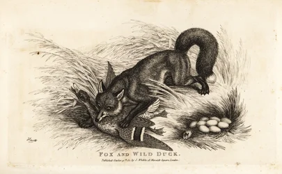 Fox attacking a duck and her nest of eggs