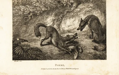 Fox with dead fowl fighting off another fox