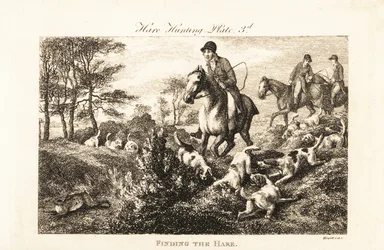 Mounted huntsmen watching as hounds find a hare