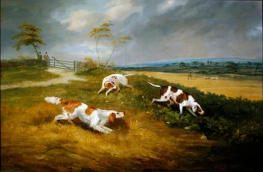 Huntsman and hounds at covert