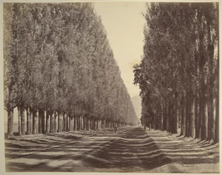 A Road Lined with Poplars, Kashmir