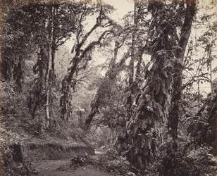 Darjeeling, Forest Scene with Creepers, with the Tukvar Road
