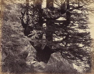 Great deodar, 42 feet in circumference