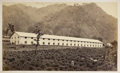 Selim Tea Estate, Darjeeling, the new factory, lower division, from 