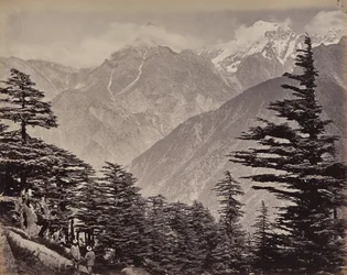 The Upper Himalayas. View near the China Mountains. Deodars in the Foreground