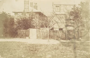 Tree in Yard