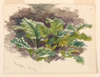 Botanical Study