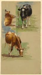 Cattle, Steers