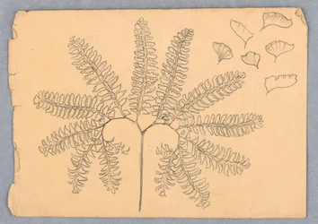 Maidenhair Fern