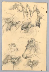 Studies of Cows