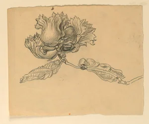 Study for Illustration: Hazelnuts