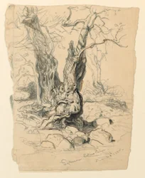 Study of Sycamore