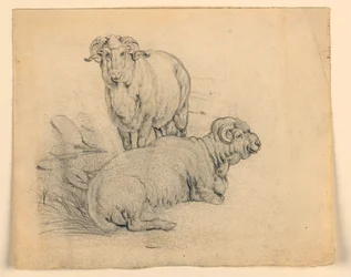Study of Two Rams