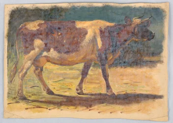 Study of a Standing Cow