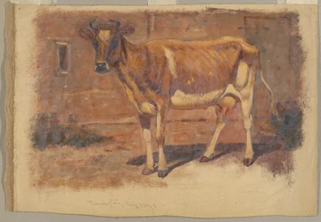 Study of a Standing Cow, Farmington
