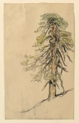 Study of a Tree on a Hillside