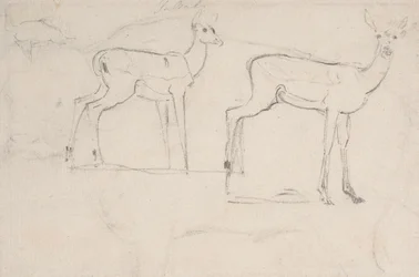 Study for Two Standing Pallah Deer