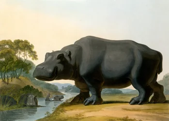 The Hippopotamus, 1804