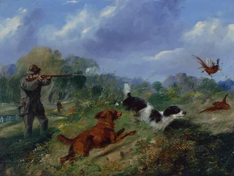 Pheasant Shooting
