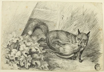 Fox Stealing a Cock