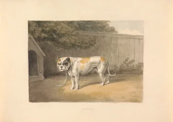 A Bulldog