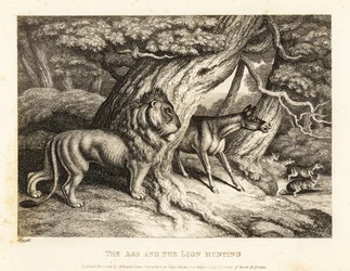 A Donkey Brays Loudly at Prey While Hunting with a Lion