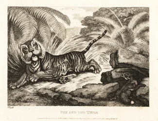 A Fox Watches a Wounded Tiger