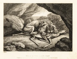 A lion eating the carcass of a stag in a cave