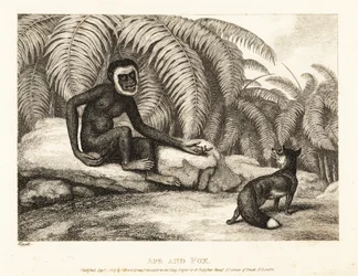 A Tailless Monkey Asks a Fox for Some of His Tail