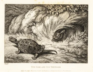 A Tortoise Overtakes a Sleeping Hare in a Race