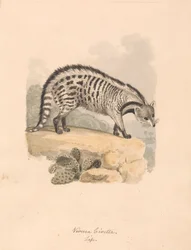 African Civet
