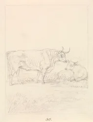 Bull and Cow