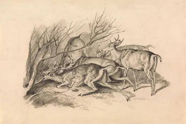 Deer Before a Thicket