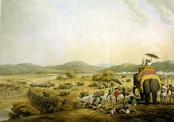 Driving Elephants into a Keddah