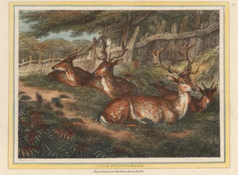 Male Fallow Deer