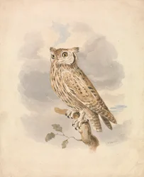 Scops Owl