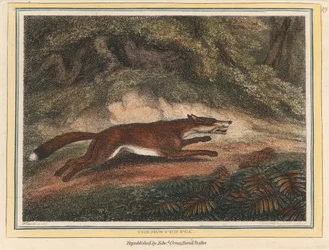 The Hunted Fox