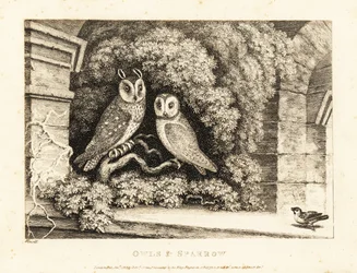 Two Owls and a Sparrow