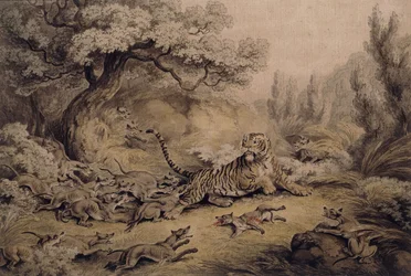 Wild Dogs Attacking a Tiger