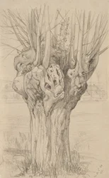 Gnarled tree