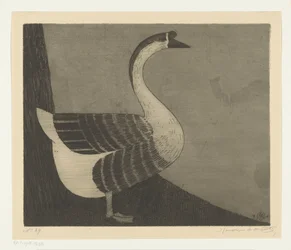 Knob Goose