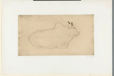 Lying Zebu