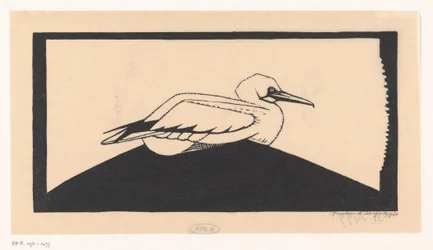Northern Gannet